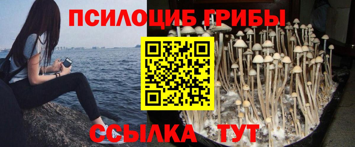Домодедово  купить наркоту  Вход с VPN  Псилоцибиновые грибы Magic Shrooms 